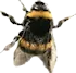 bumble bee