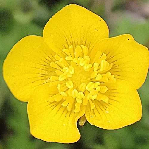 Buttercup