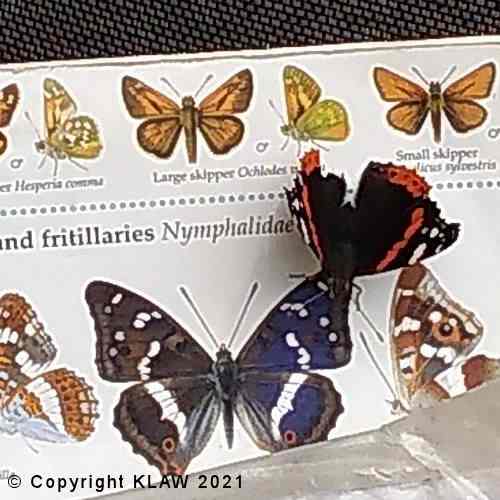 Butterfly Inspecting An Illusration Of Butterflies