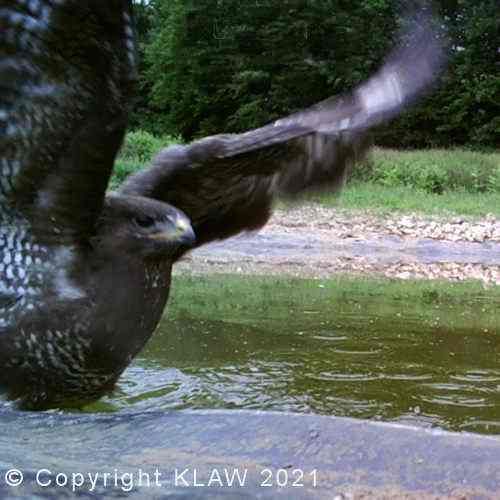 Juvenile Turtle Dove