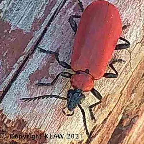 Cardinal Beetle