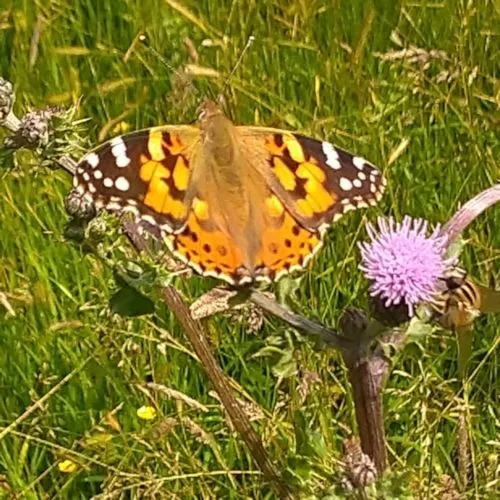 Butterfly
