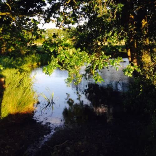 pond