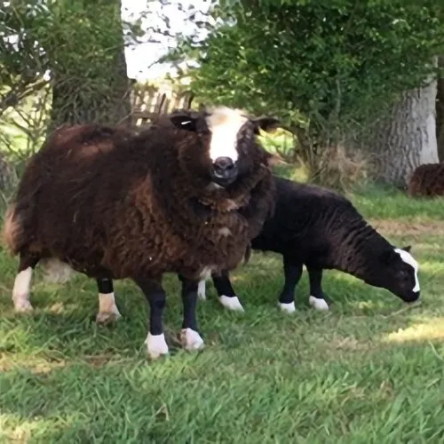 Cattle