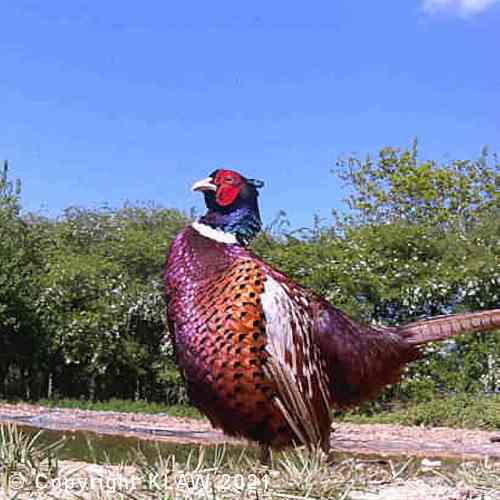 Cock Pheasant