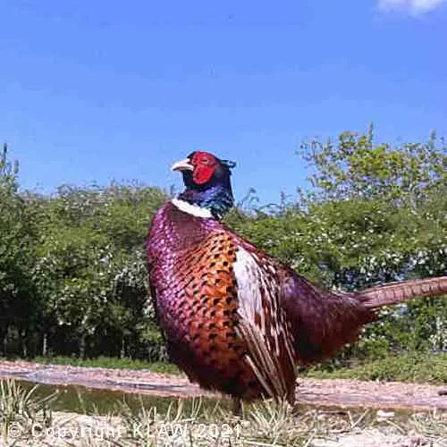 Cock Pheasant