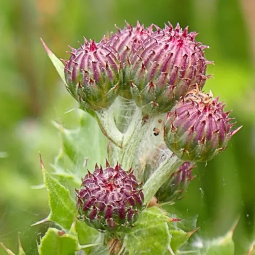 Flower 93
