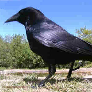 Crow