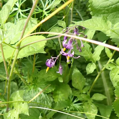 Deadly Nightshade