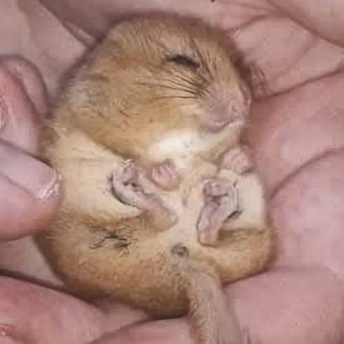 Dormouse