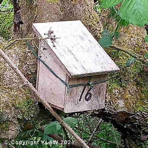 Dormouse box