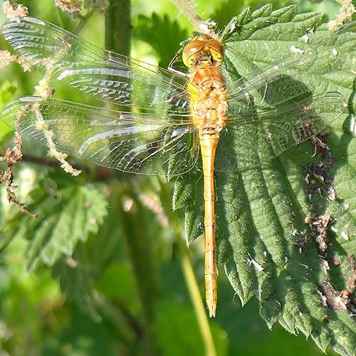 Darter Dragonfly