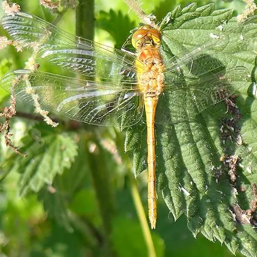 Darter Dragonfly