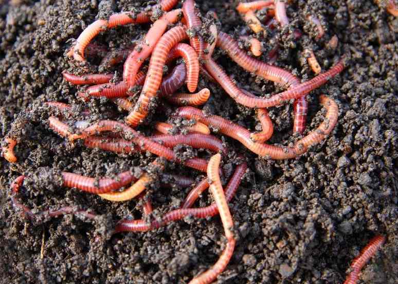 Earth worms