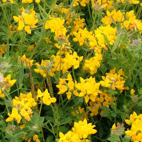 Egg and Bacon Flowers