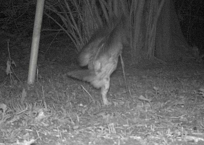 Badger Foraging