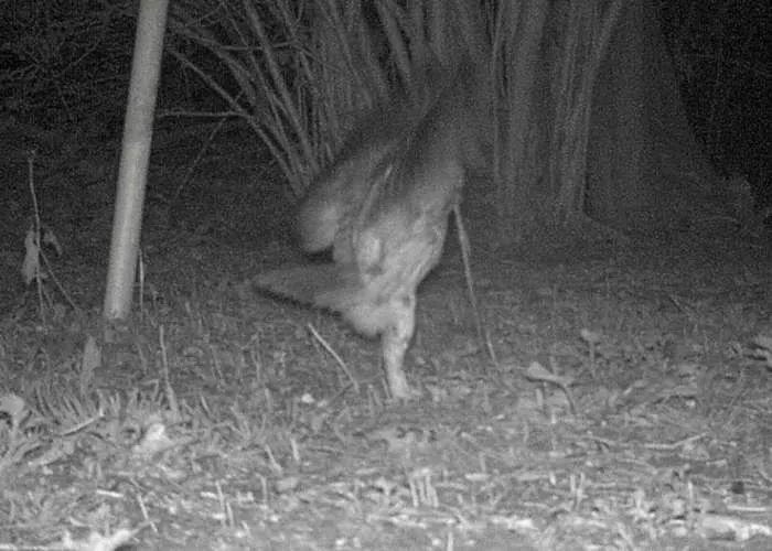 Badger Foraging