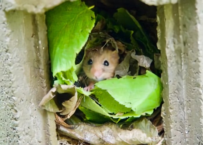 Dormouse Nesting