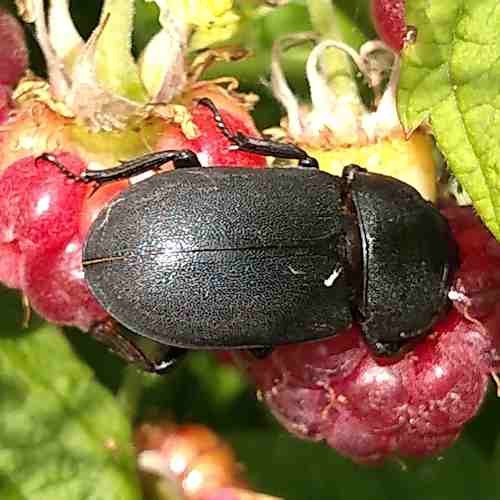 female lesser stag beetle