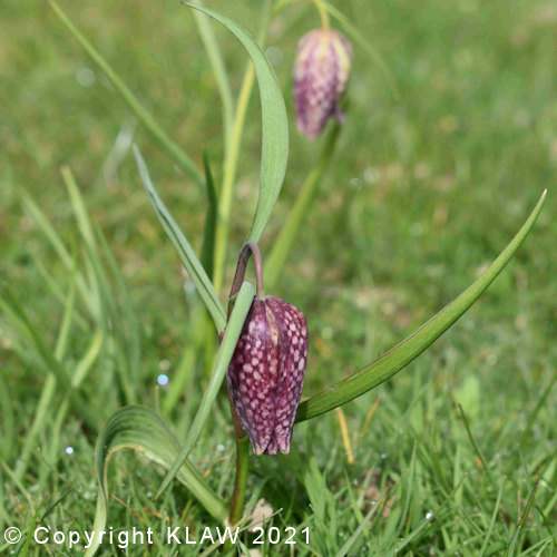 Snake's Head Fritillary