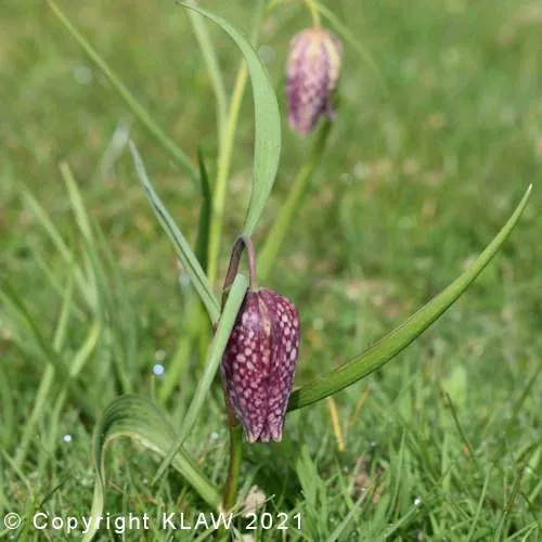 Snake's Head Fritillary