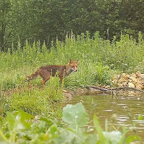 magpie with fox 3