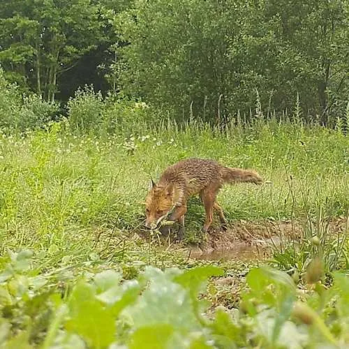 magpie with fox 4