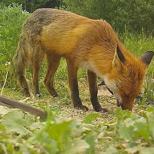 magpie with fox 92