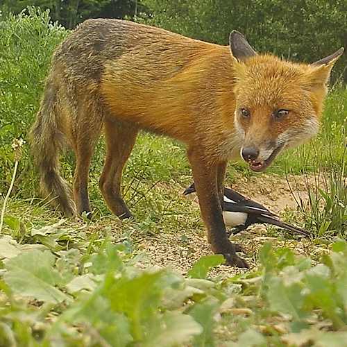 magpie with fox 93