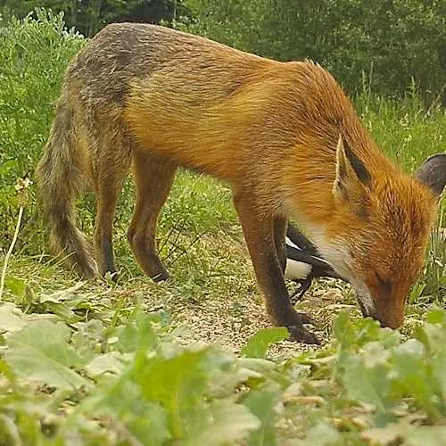 magpie with fox 94