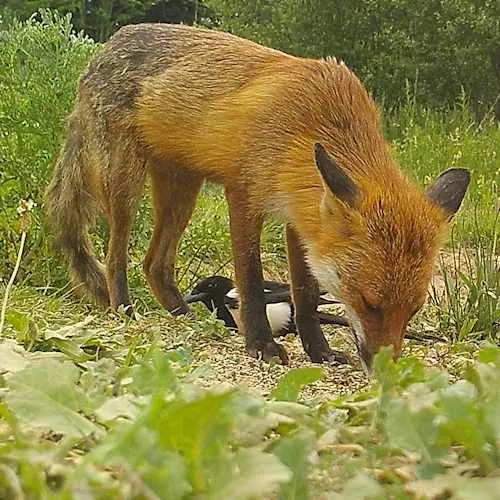 magpie with fox 95