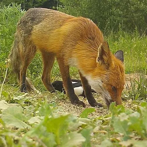 magpie with fox 96