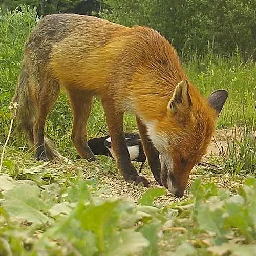 magpie with fox 97