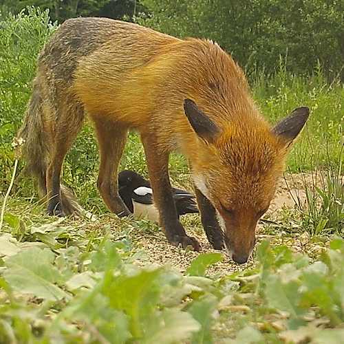 magpie with fox 98