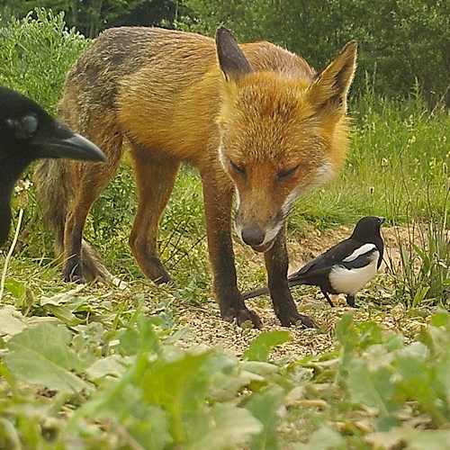 magpie with fox 99
