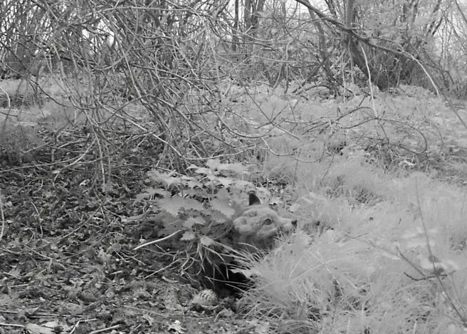 Fox Family 01