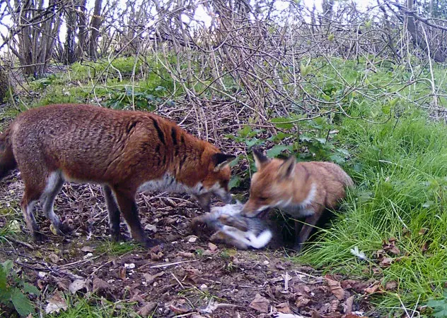 Fox Family 02