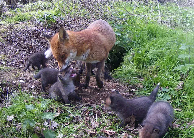 Fox Family 03
