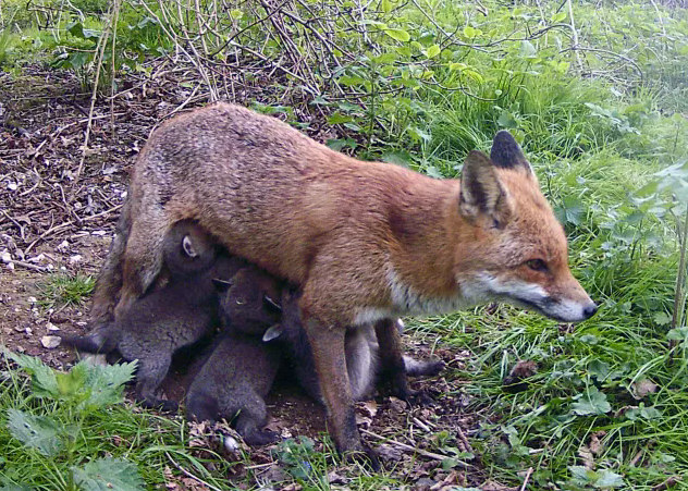 Fox Family 04