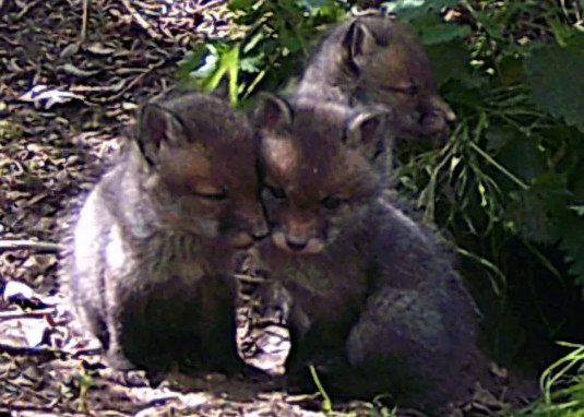 Fox Family 06