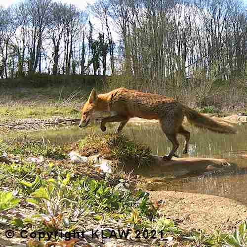 Fox Jumping