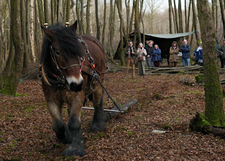 Frankie Harnessing Toby
