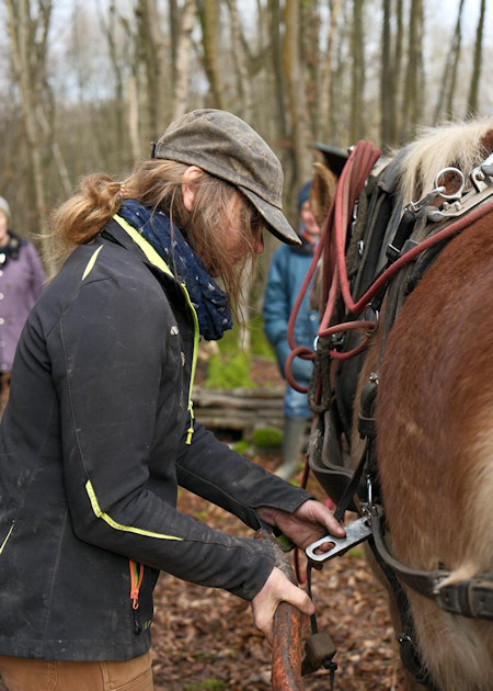 Frankie Harnessing Toby
