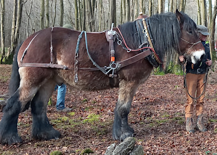 Details of Jude's harness