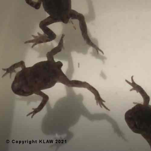 Frogs or toads