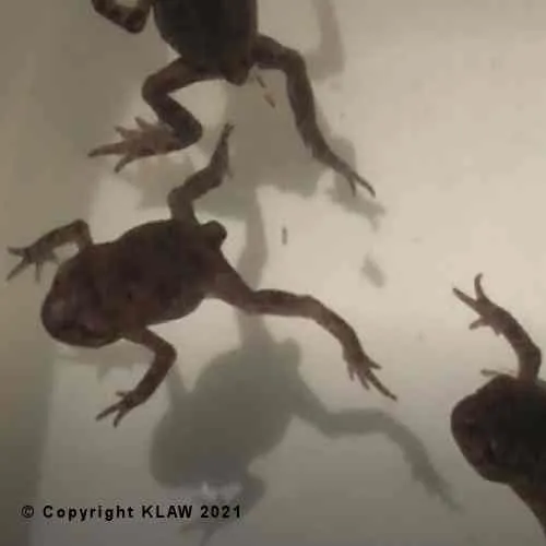 Frogs or toads