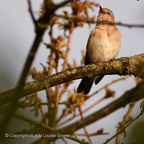 Garden Warbler