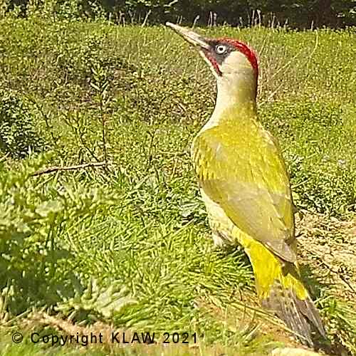Green Woodpecker