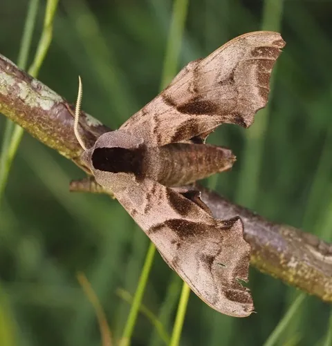 Eyed hawkmoth