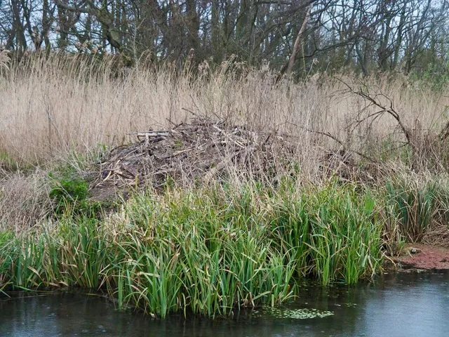 The beaver lodge in 2016